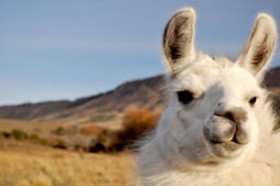 Patagonien