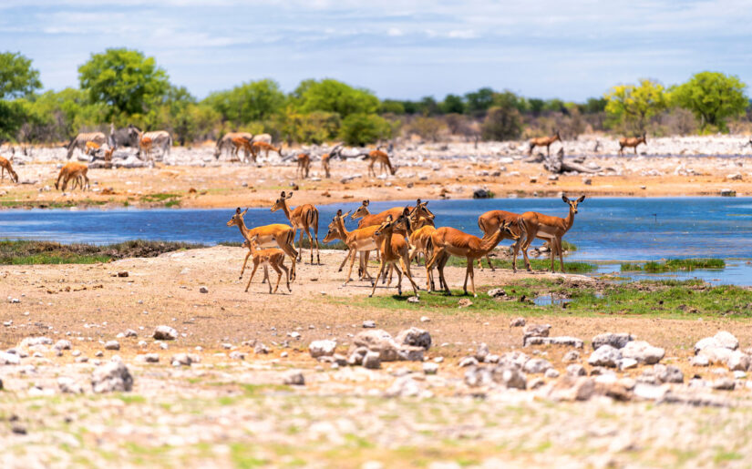 Reisebericht – 22 Tage Abenteuer Namibia