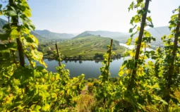 Mosel