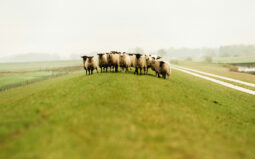 Ostfriesland | Bus