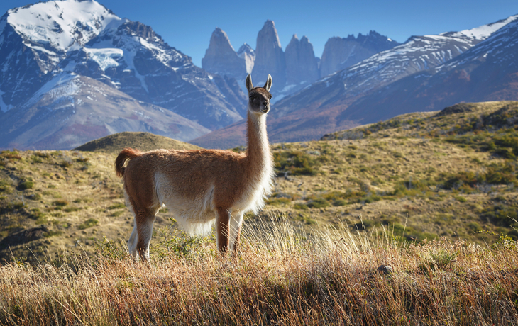 ©sunsinger - stock.adobe.com - Guanaco im Nationalpark Torres del Paine