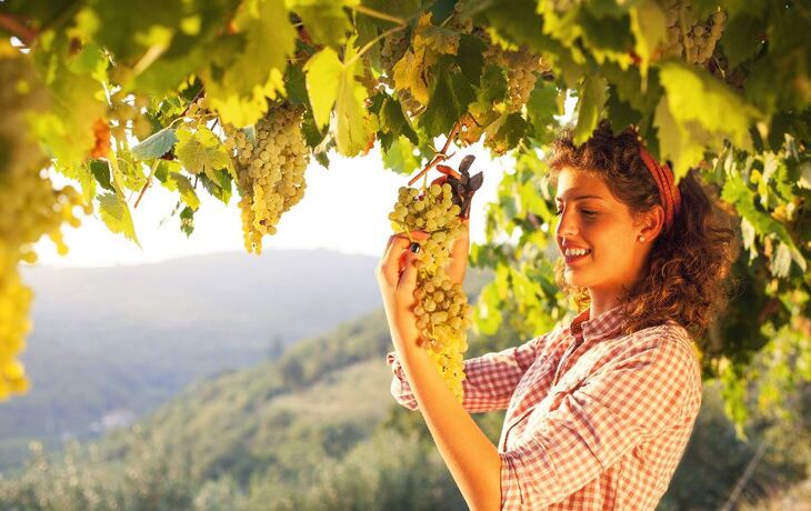 © fcscafeine - Fotolia - woman harvesting grapes under sunset light