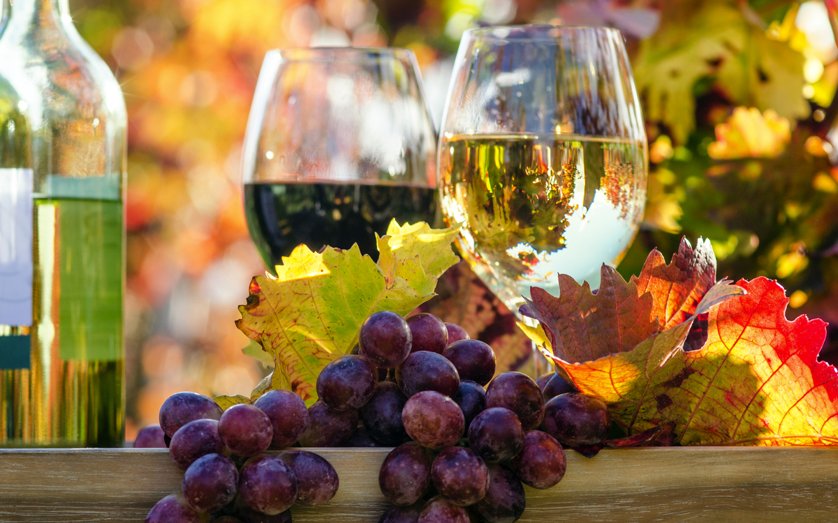 Genuss in der Pfalz: Weinprobe im Herbst, Rotwein, Weißwein,Weinglas und Trauben im Weinberg