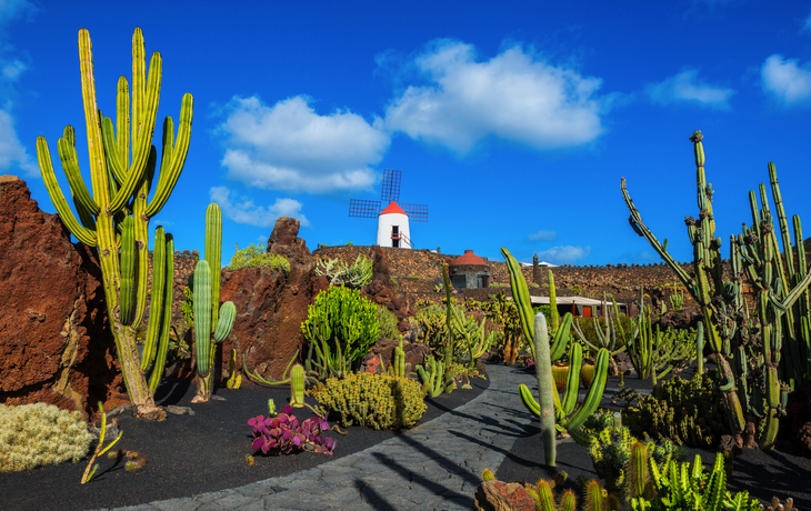 © allard1 - stock.adobe.com - Jardín de Cactus nahe Guatiza an der Nordostküste von Lanzarote