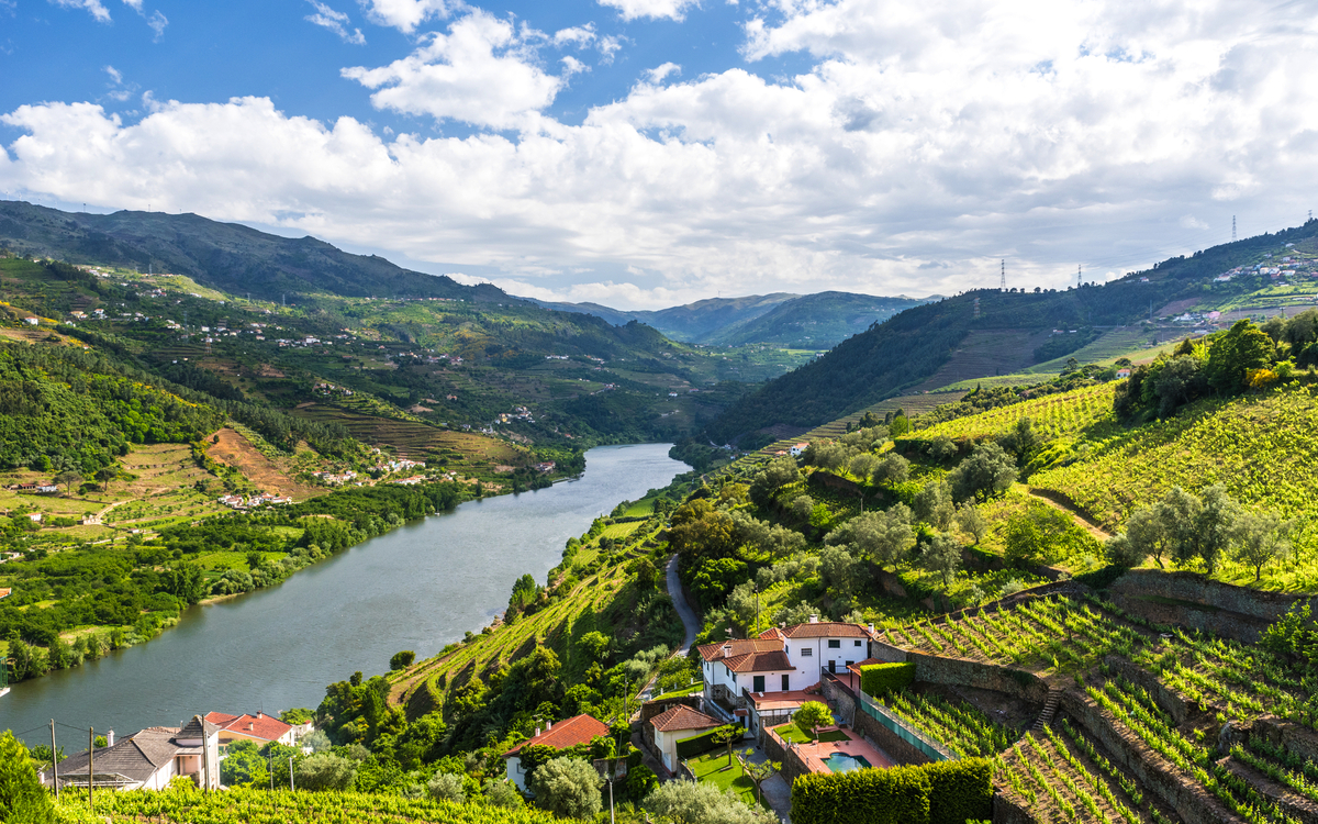 Weinberge im Douro Tal