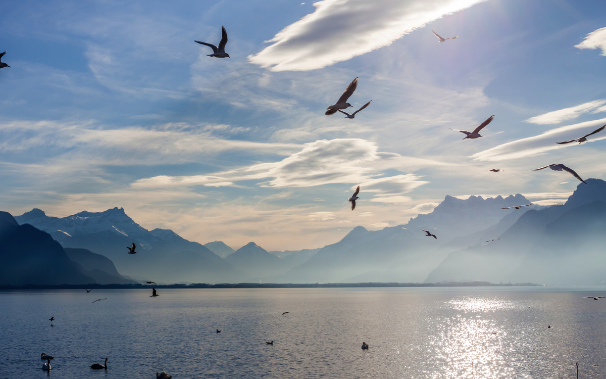 Blick auf die Alpen und den Genfer See - ©chechotkin - stock.adobe.com