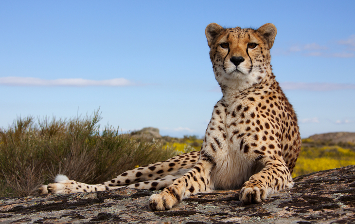 ©Carola G. - stock.adobe.com - Gepard im Serengeti-Nationalpark in Tansania