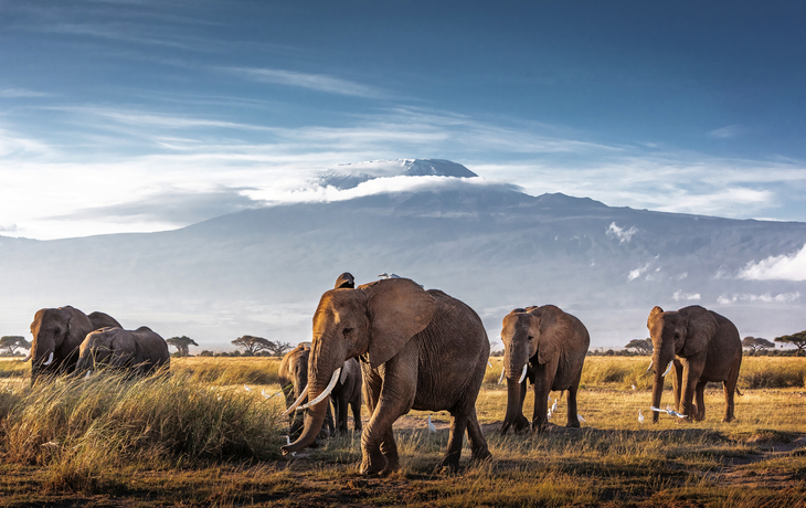 ©adogslifephoto - stock.adobe.com - Herde afrikanischer Elefanten vor dem Kilimandscharo
