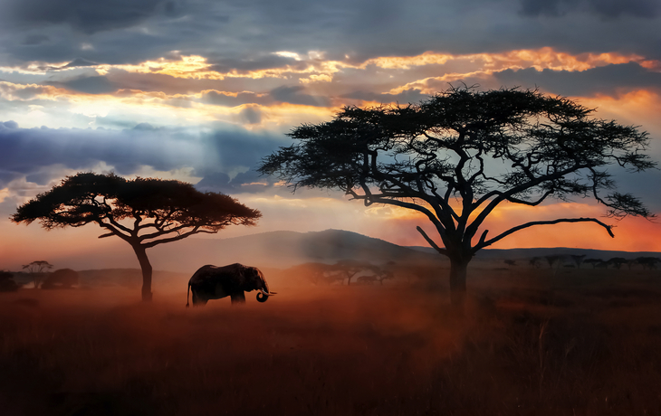 Elefant im Serengeti-Nationalpark - © delbars - stock.adobe.com