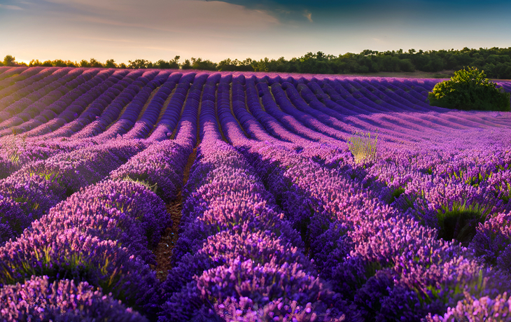 © Yasir - stock.adobe.com - Lavendelfel in der Provence
