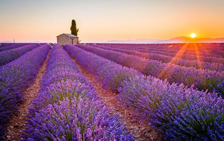 © ronnybas - Fotolia - lila Lavendel in Valensole