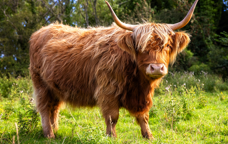 Schottisches Hochlandrind - © Brian Jackson - stock.adobe.com