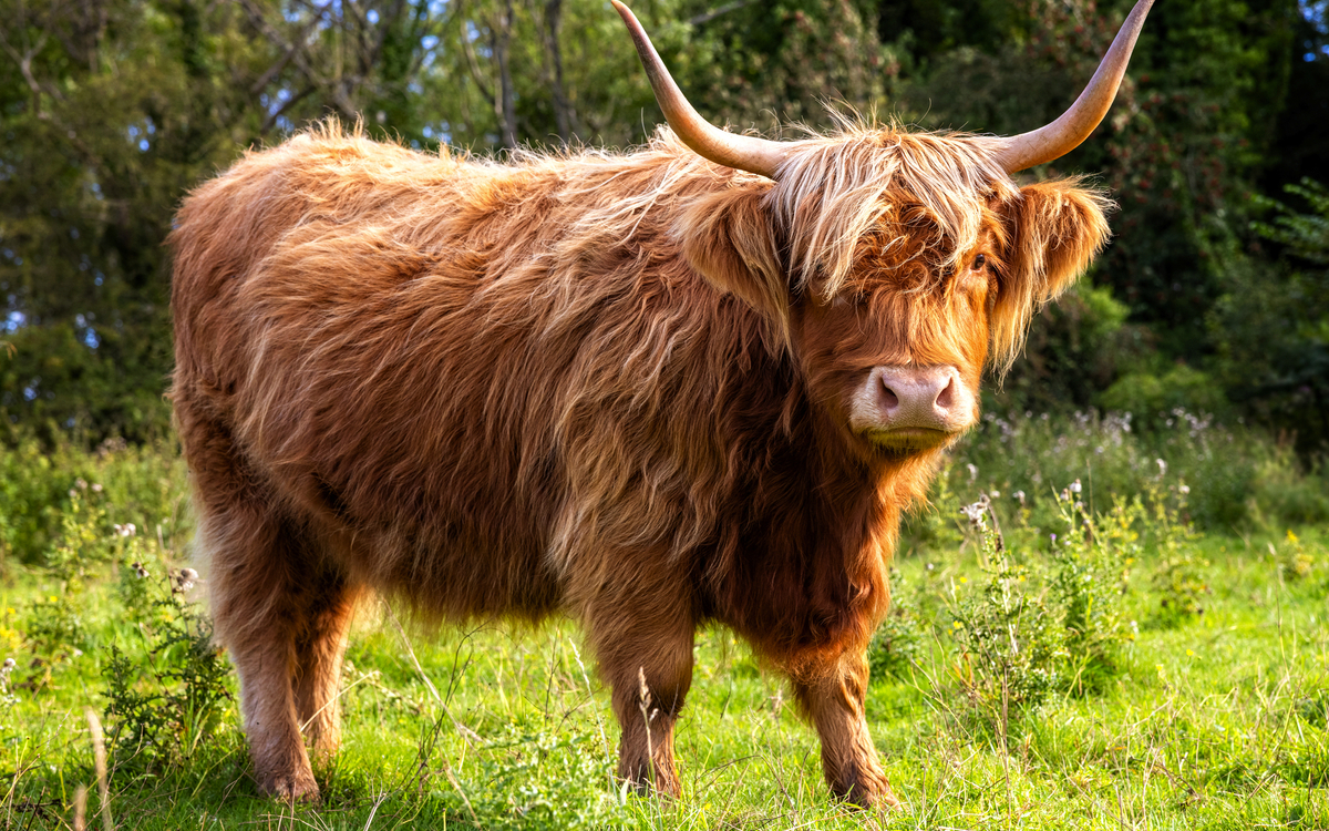 Schottisches Hochlandrind - © Brian Jackson - stock.adobe.com