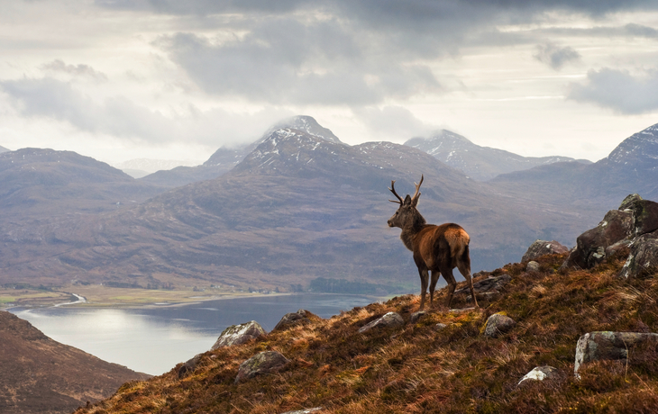 © travelwitness - stock.adobe.com - Hirsch in den Schottischen Highlands