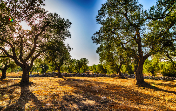 © Vivida Photo PC/Shutterstock