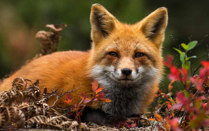 © RT Images/Shutterstock