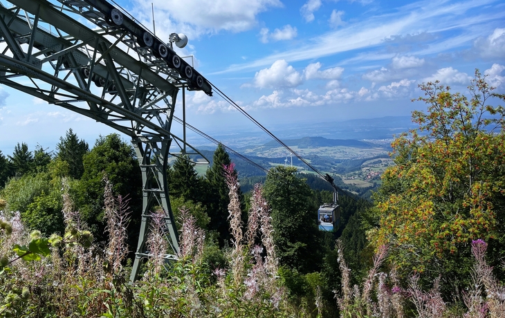 © Studio Saffron Art/Shutterstock