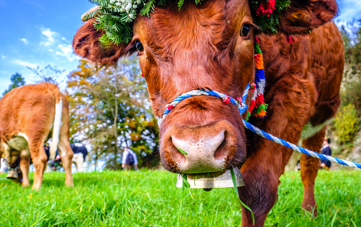 Almabtrieb - © Ralph Hoppe - www.FooTToo.de