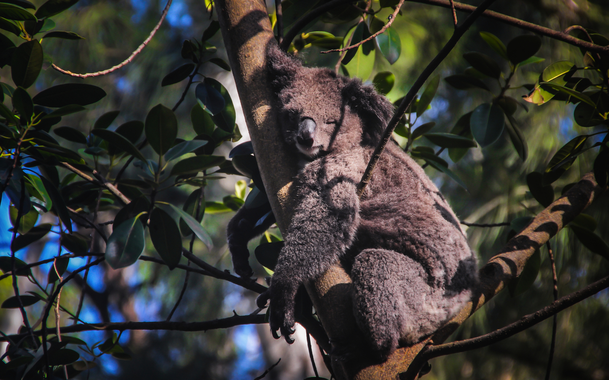 © AltairSe/Shutterstock