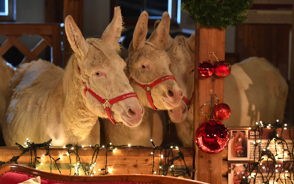 Gut Aiderbichl  - © Gut Aiderbichl 