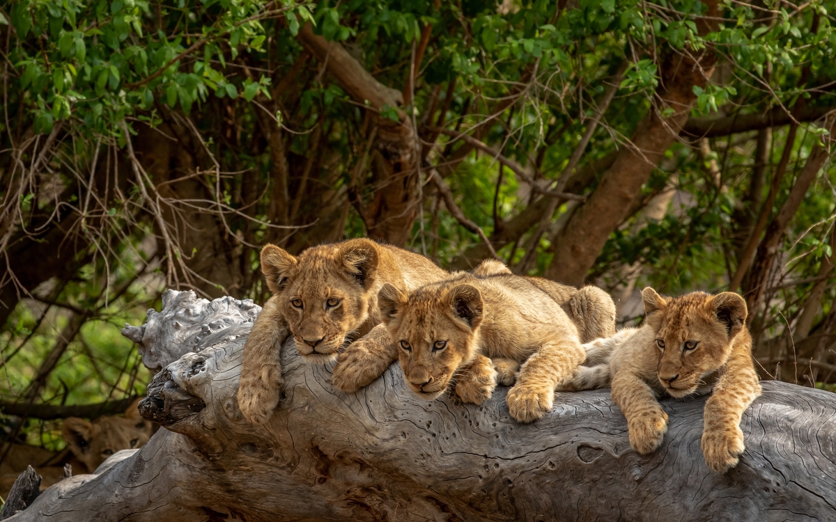 © Simon Eeman/Shutterstock