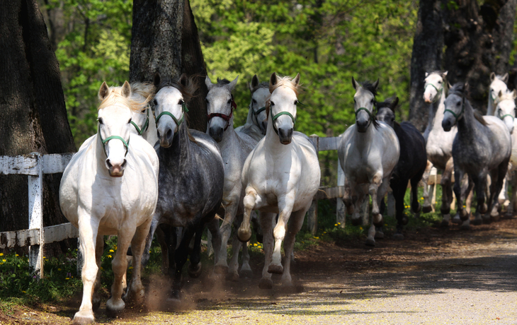 Lipizzaner auf dem Gestüt Lipica in Slowenien - ©markop - stock.adobe.com