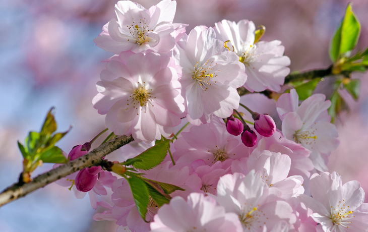 Frühlingserwachen - © doris oberfrank-list - stock.adobe.com