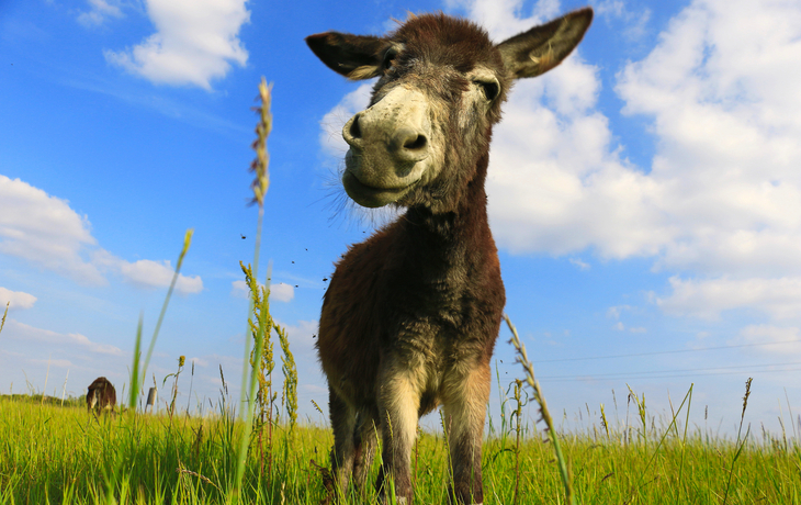 Esel auf einer Wiese - ©Željko Radojko - stock.adobe.com