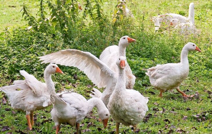 Gänseschar - © hufnasi - Fotolia