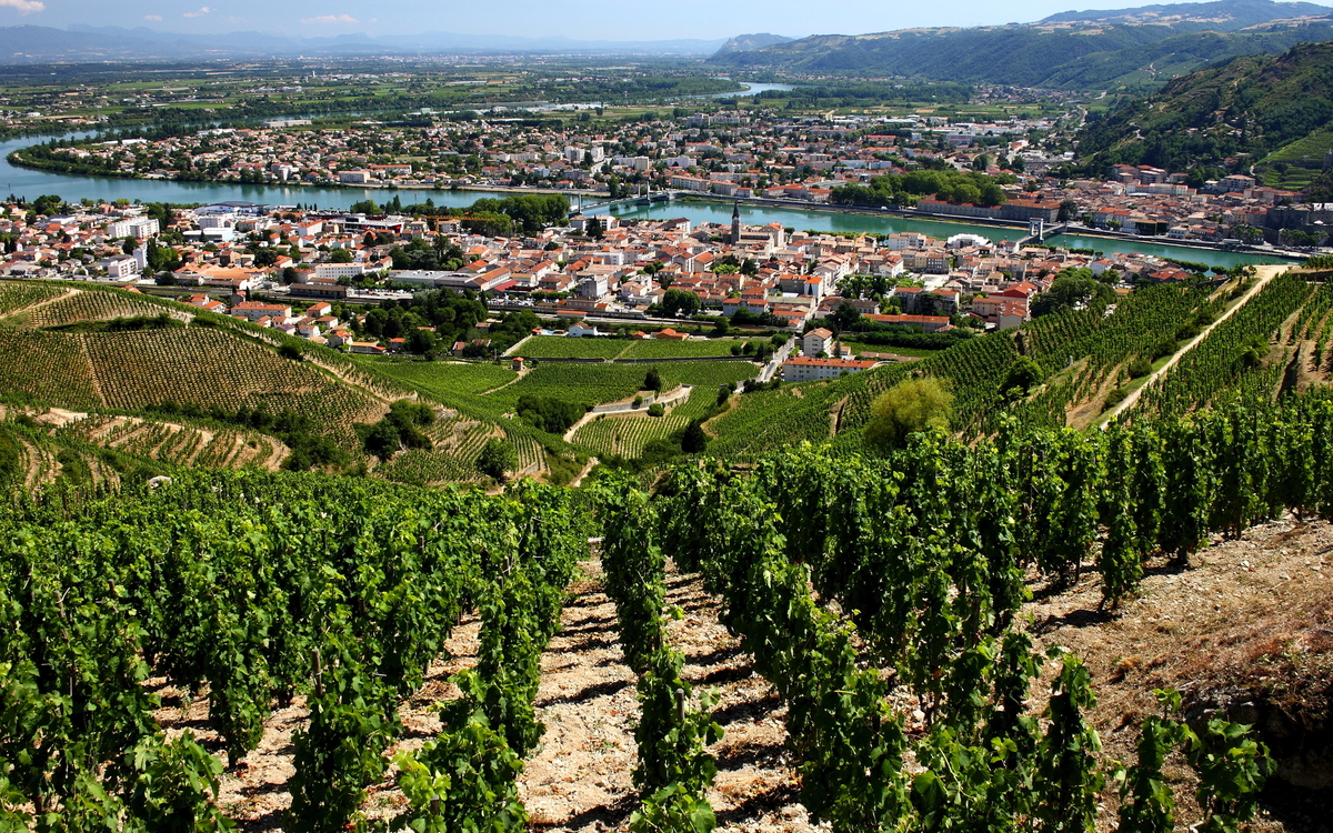 Weinberge des Rhône-Tals in Tain-l'Hermitage - © into the wild - stock.adobe.com
