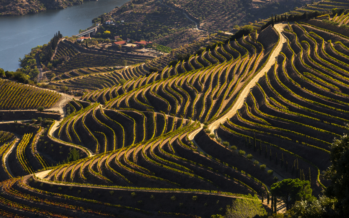 Kulturerbe der UNESCO: die wunderschönen endlosen Reihen der Weinberge des Douro-Tals - © bruno ismael alves - stock.adobe.com