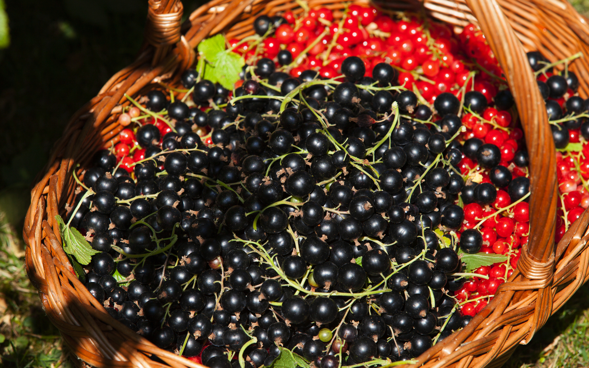 Johannisbeeren - © JPchret - stock.adobe.com