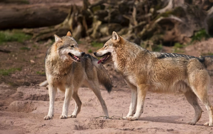 Tripsdrill - Erlebnispark Tripsdrill GmbH & Co. KG.