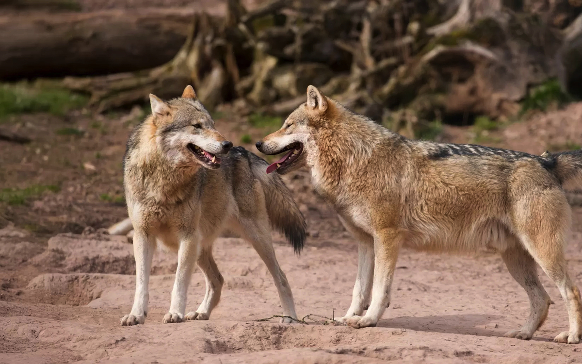 Tripsdrill - Erlebnispark Tripsdrill GmbH & Co. KG.