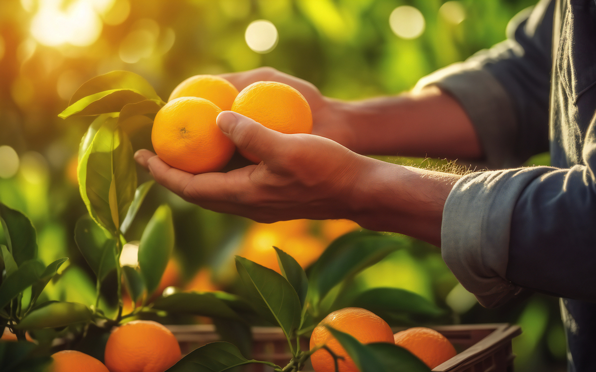 Nahaufnahme männlicher Bauernhände, die Orangen oder Mandarinen pflücken - © kilimanjaro  - stock.adobe.com
