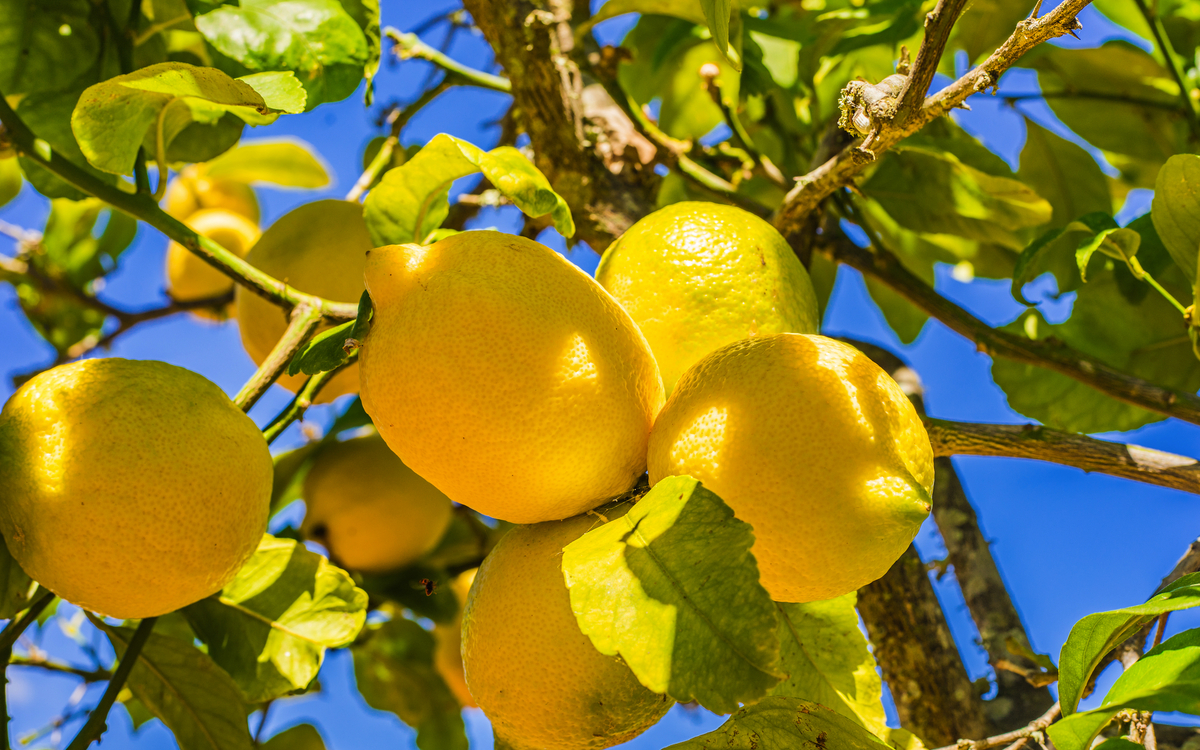 Zitronenbaum mit frischen Zitronen - ©vulcanus - stock.adobe.com