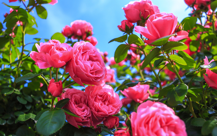 rosa Rosen - © TOMO - stock.adobe.com
