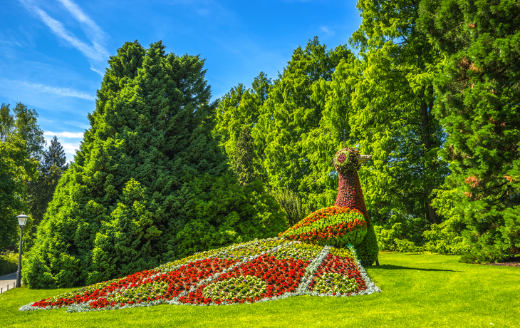 Blumenpfau auf der Insel Mainau am Bodensee, Deutschland - ©pure-life-pictures - stock.adobe.com