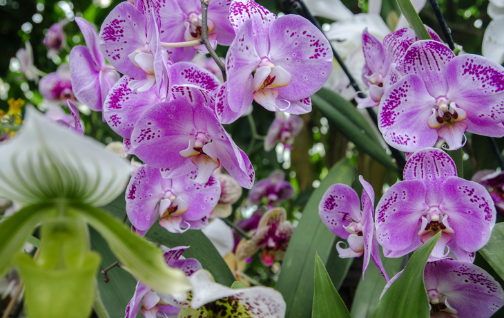 Orchideengewächse auf der Insel Mainau - © vadiml - stock.adobe.com