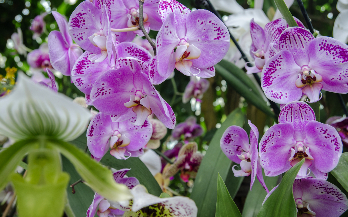 Orchideengewächse auf der Insel Mainau - © vadiml - stock.adobe.com
