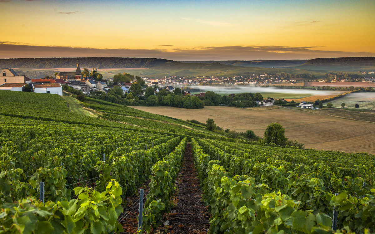 Champagne Region in Frankreich - © Hesam Wide Shot - stock.adobe.com