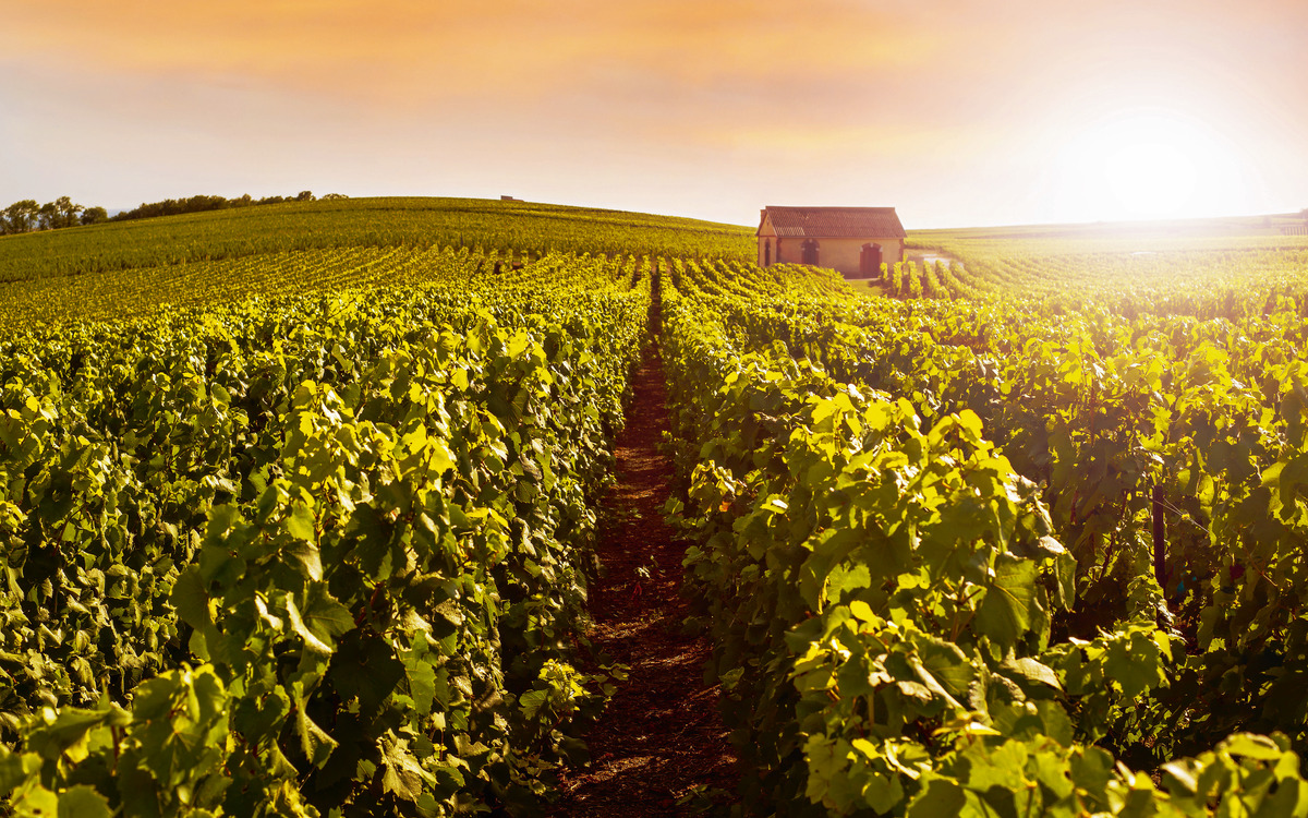 Champagne Weinberge bei Sonnenuntergang - © geniusksy - Fotolia