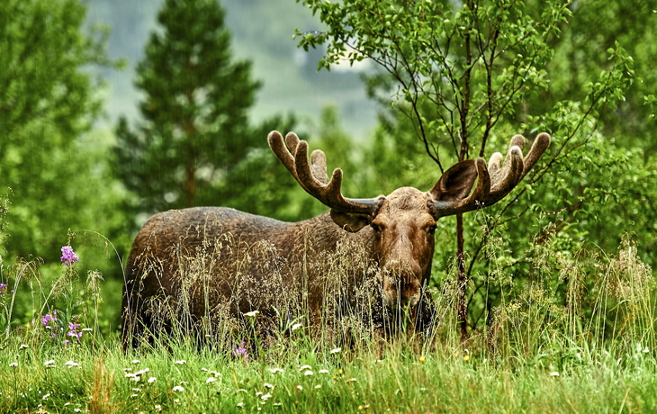 wilde Elche nahe Lom in Norwegen - ©janmiko - stock.adobe.com