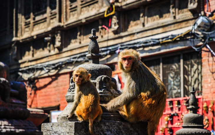 © Jasper Neupane/Shutterstock