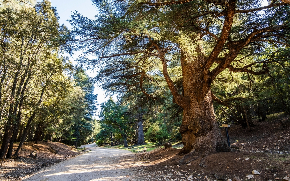 © Sopotnicki/Shutterstock