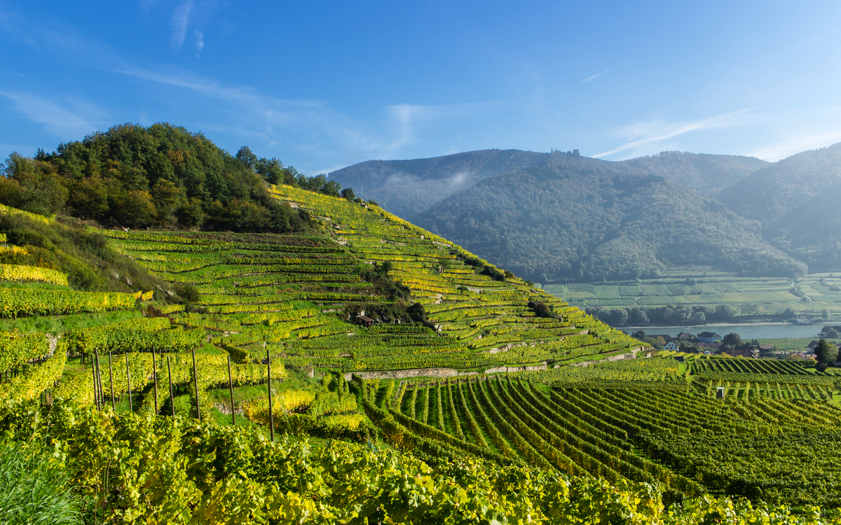 Weinterrassen in Spitz/Wachau, - © stefan sio - stock.adobe.com