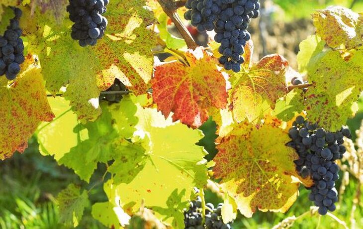 grapevines in vineyard (frankovka), Czech Republic - © PHB.cz - Fotolia