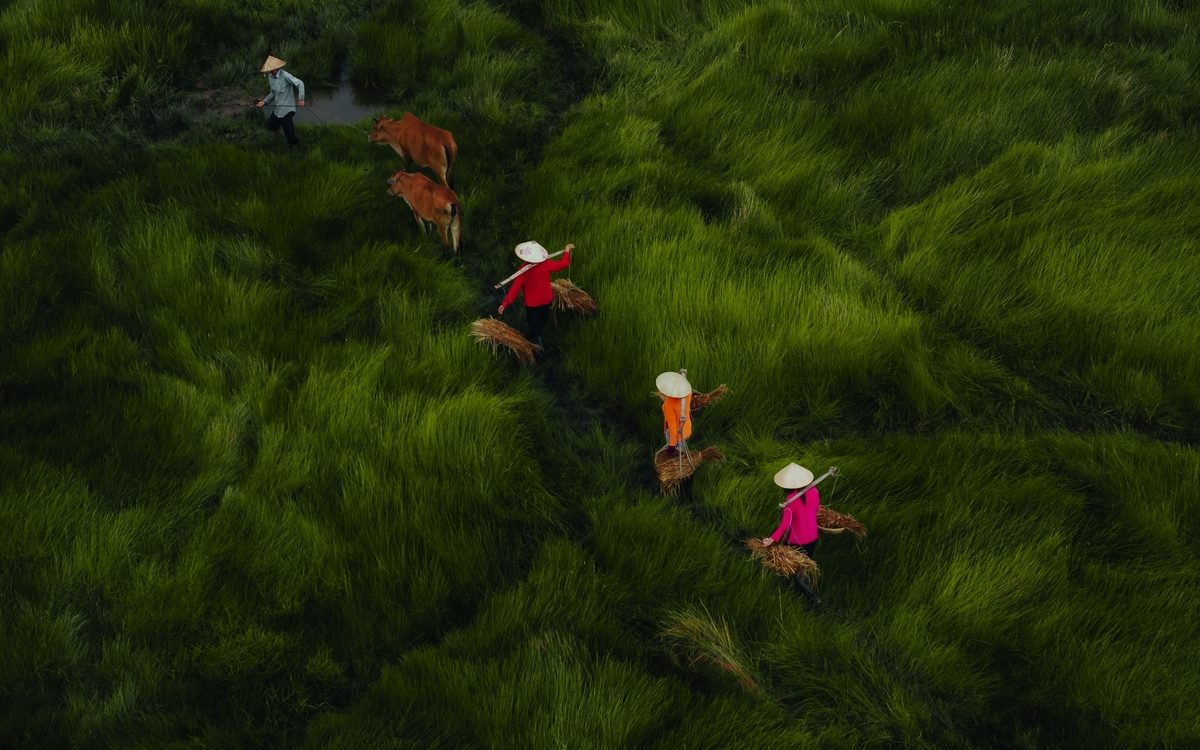 View,Of,A,Farmer,Family,Harvests,The,Grass,,Which,Is - © CravenA/Shutterstock