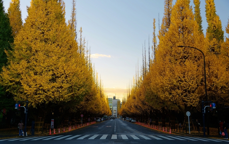 Holztor eines japanischen Schreins mit blauem Himmel und Bäumen im Hintergrund. - © beeboys - stock.adobe.com