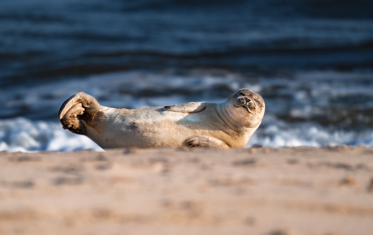 © Animaflora PicsStock/Shutterstock